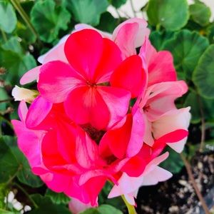 Meet your Posher, Munmun